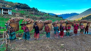 The Determined Lifestyle of Hardworking Nepali Mountain Villagers | Himalayan Life Into The Winter