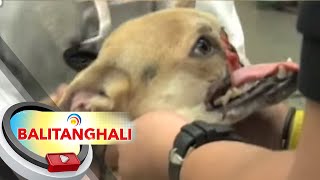 Hero dog, Kabang, passes away | BT