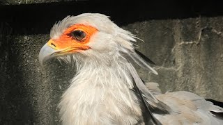 ヘビクイワシ (千葉市動物公園) 2020年9月17日