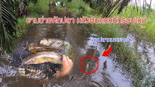 ยามข่ายดักปลา หลังฝนตกรอบนี้ โดนปลาหมอทั้งนั้น หมานๆ | วิถีชาวใต้