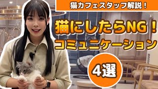 今すぐやめて！猫にしたらダメなコミュニケーション【猫カフェスタッフ解説】