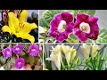 TOP 10 WINTER Flowers To GROW From Bulbs, Tubers, Corms & Rhizome