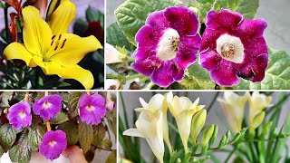 TOP 10 WINTER Flowers To GROW From Bulbs, Tubers, Corms \u0026 Rhizome