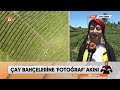 Özel haber fotoğraf stüdyosu.. rize de çay bahçelerinin güzelliği... atv ana haber 2 temmuz 2023