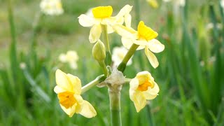 Landesgartenschau 2022 in Beelitz eröffnet