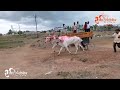 यड्राव मिनिट मैदान गाड्या कलर घेताना yadrav bailgadi maidan sharyat bailgadisharyat bullrace