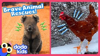 Unlikely Heroes Save Animals From Snow and Fire! | Dodo Kids | Rescued!