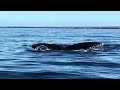 close encounter with humpback whale on maui