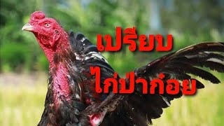 การ ปรียบไก่ป่าก๋อย