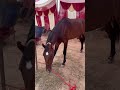 Indra pal Singh horse owner Ghazipur video