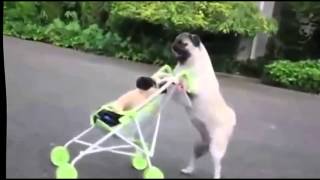 WTF FUNNY Dog Compilation