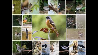 Birding in Kyoto, Japan