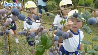 ブルーベリー摘み園児歓声　常陸太田市天下野町　２３日から観光農園オープン