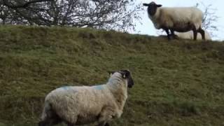 Peak District Walk. Hartington \u0026 Pilsbury. December 27th 2016.