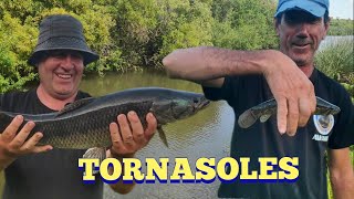 En búsqueda de la tornasol y bagres en Pesca en agua dulce