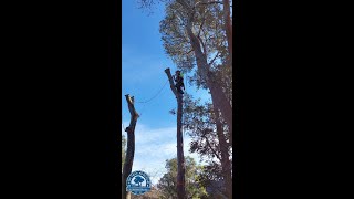 🌳✨ Safely Removing White Cedar Trees Using the M Rig Technique 🌿