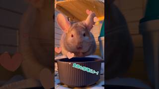 【チンチラ】新しいご飯入れ！可愛いでしょ🥳 #chinchilla #shorts #pets #animal #チンチラ #動物