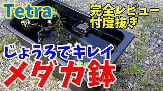 Tetraじょうろでキレイメダカ鉢、モニターレビュー！忖度なしでレビューしました。