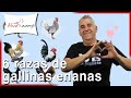 6 razas de GALLINAS ENANAS 🧡