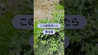 この雑草の攻撃力・防御力を超えるものはいないだろう…レベルMAX生態系被害防止外来種 アメリカオニアザミ #七色のつる #家庭菜園 #自然栽培 #野菜 #無農薬 #畑