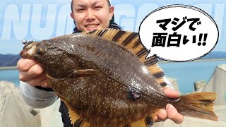 【後編】ルアーで釣れるカレイを真剣に狙いました。【佐々木俊/大塚涼奨】