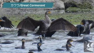 カワウの群れ/Flock of Great Cormorant