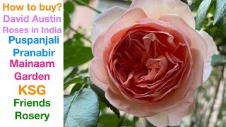 How to Buy David Austin Roses in India? || डेविड ऑस्टिन गुलाब कैसे ख़रीदें ?