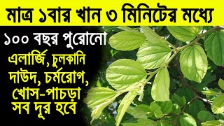 মাত্র ১বারে ১০০বছরের পুরোনো এলার্জি, চুলকানি, যেকোনো চর্মরোগ দূর হবে এভাবে বড়ই পাতা ব্যবহার করলে