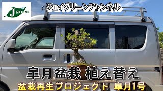 皐月盆栽　植替え　元気のない盆栽を再生しよう