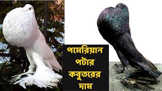 পমেরিয়ান পটার কবুতরের দাম কত? কোথায় পাব?- Pomeranian pouter pigeon price- পোষা প্রাণী - Pet animal