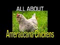 Ameraucana Chicken - Information