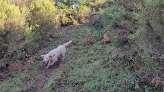 seguimiento jabalí con briquett griffon y Leonado Bretaña.