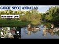 🔴BERBURU BELIBIS MERAH || spot andalan masih melimpah