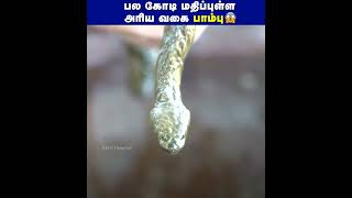 பல கோடி மதிப்புள்ள அரிய வகை பாம்பு😱 |#snake #facts #thailand #shorts