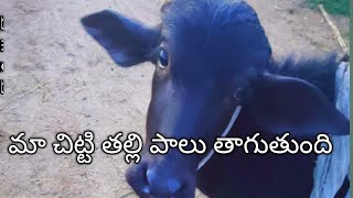 పొద్దుగాల పొద్దుగాల పాలు పిండనీకి వచ్చినం🐃