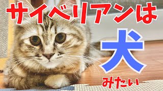 サイベリアンは犬みたい