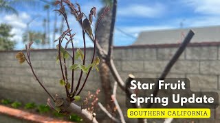 Growing Star Fruit (Carambola) in Southern California  - Spring 2023