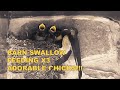 BARN SWALLOW FEEDING X3 ADORABLE CHICKS - PITMANFILMS