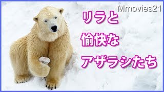 リラが遊ぶ隣で仲良くふざけ合うアザラシ　キャンディの雪穴掘り Polar Bears and seals