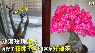 Adenium obesum，rose desert，adenium plant|花花世界