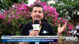 Cultivadores de Calucé promueven el cultivo del Ají dulce como producto orgánico y sin químicos