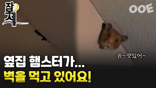 [잠못세] 옆집 햄스터가...벽을 먹고 있어요!