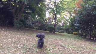 トイプードル犬ポポ源氏山公園ボール遊び