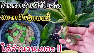 รวยล้นฟ้าใบด่าง การขยายพันธุ์ให้ได้จำนวนเยอะ !!