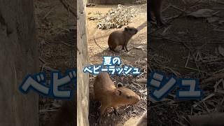 夏のベビーラッシュ！！可愛らしい赤ちゃん達にぜひ会いに来てね！#伊豆シャボテン動物公園 #shots #capybara #動物園 #ベビーラッシュ #zoo