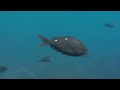 the big blue ocean stories from down under episode 3  free documentary nature