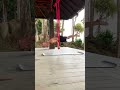 boom 🦚🔥 yogastrength aerialyoga peacockpose mayurasana yogashorts shorts