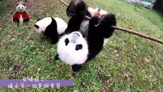 双重喜庆与奶爸们一起玩绳子~ Have fun! Panda cubs play rope with nannies together (Chong Chong and friends)