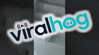 Cat Rolls Down The Stairs || ViralHog