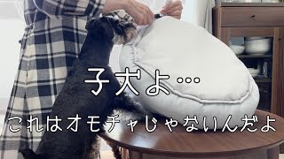 【一人暮らしの多頭飼い】ミニチュアシュナウザーとの穏やかな日常